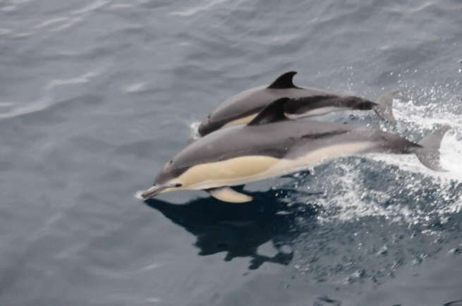 Delfiny na atlantyku