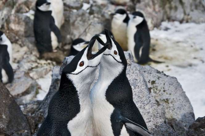 Pingwiny maskowe
