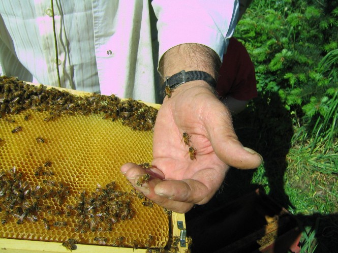 klaster miodu - Chrońmy pszczoły