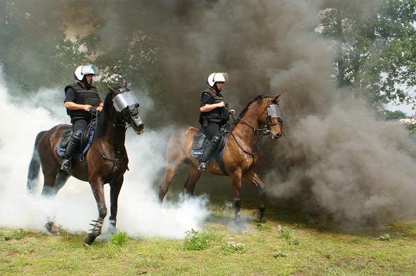   pokaz umiejętności w jeździe konnej - demonstracja odwagi rumaków, popisy jeździeckie poznańskich policjantów