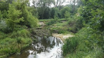 Kanał Mosiński - powalone drzewa na rzece
