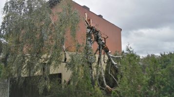 Powalone drzewo w Krosinku po wichurze