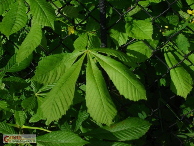 Kasztanowiec - liście