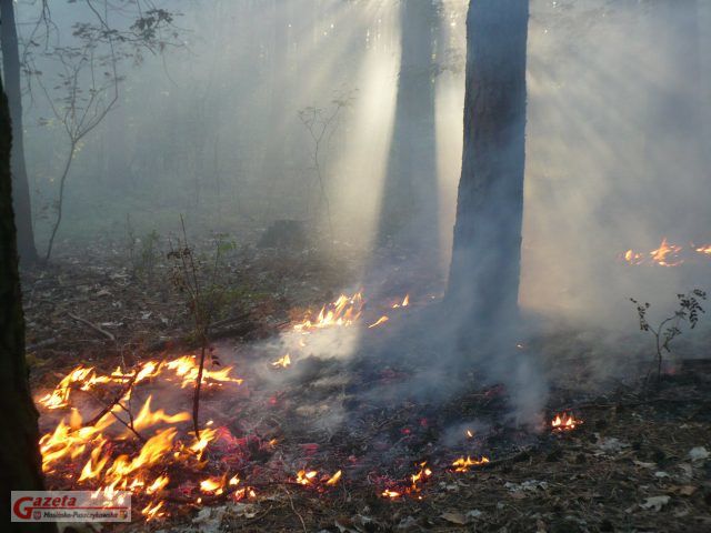 pożar  lasu