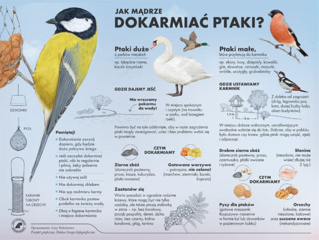 Jak mądrze dokarmiać ptaki - infografika