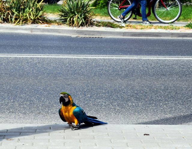 Papuga Ara na ulicy Wawrzyniaka w Mosinie