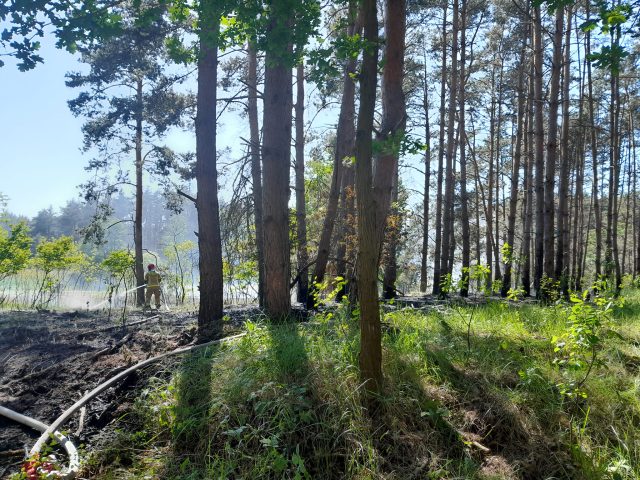 Pożar lasu i łąki w Krajkowie - akcja gaśnicza