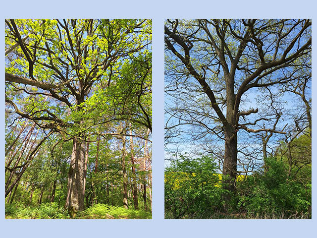 Nowe pomniki przyrody w Żabińskich Górach: Olęder i Dionizy