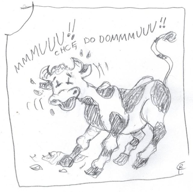 Półtoraroczny wół, który zagubił się na mosińskim jarmarku w 1889 roku. Rys. Roman Czeski