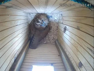 Kadr z transmisji z budki lęgowej puszczyka w Wielkopolskim Parku Narodowym