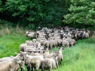 Około 300 owiec przeszło 4 września przez tereny Rogalina.